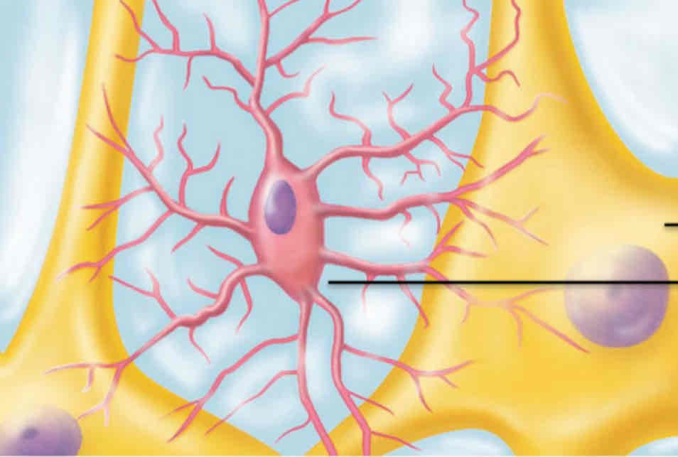 <p><span>What type of neuroglia is this?</span></p>