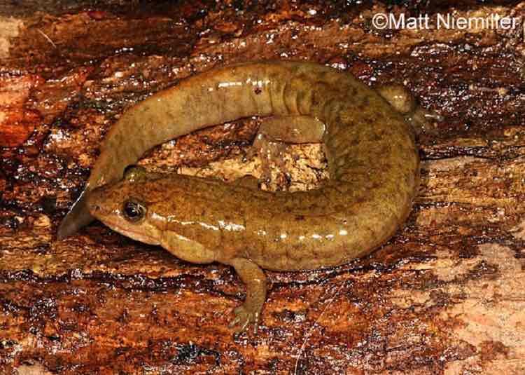 <p>This medium-sized, chubby salamander (3.0 to 5.0 inches in length) has a light brown dorsum patterned with small dark brown spots or streaks. Tips of toes are usually very dark. A light line usually extends from just behind the eye to the angle of the jaw. A line of weak, whitish dots occurs between legs on side of the body. The tail is flattened at the base and is strongly keeled.</p>
