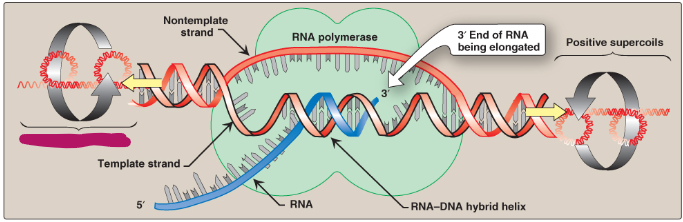 <p>Label this section of the transcription bubble.</p>