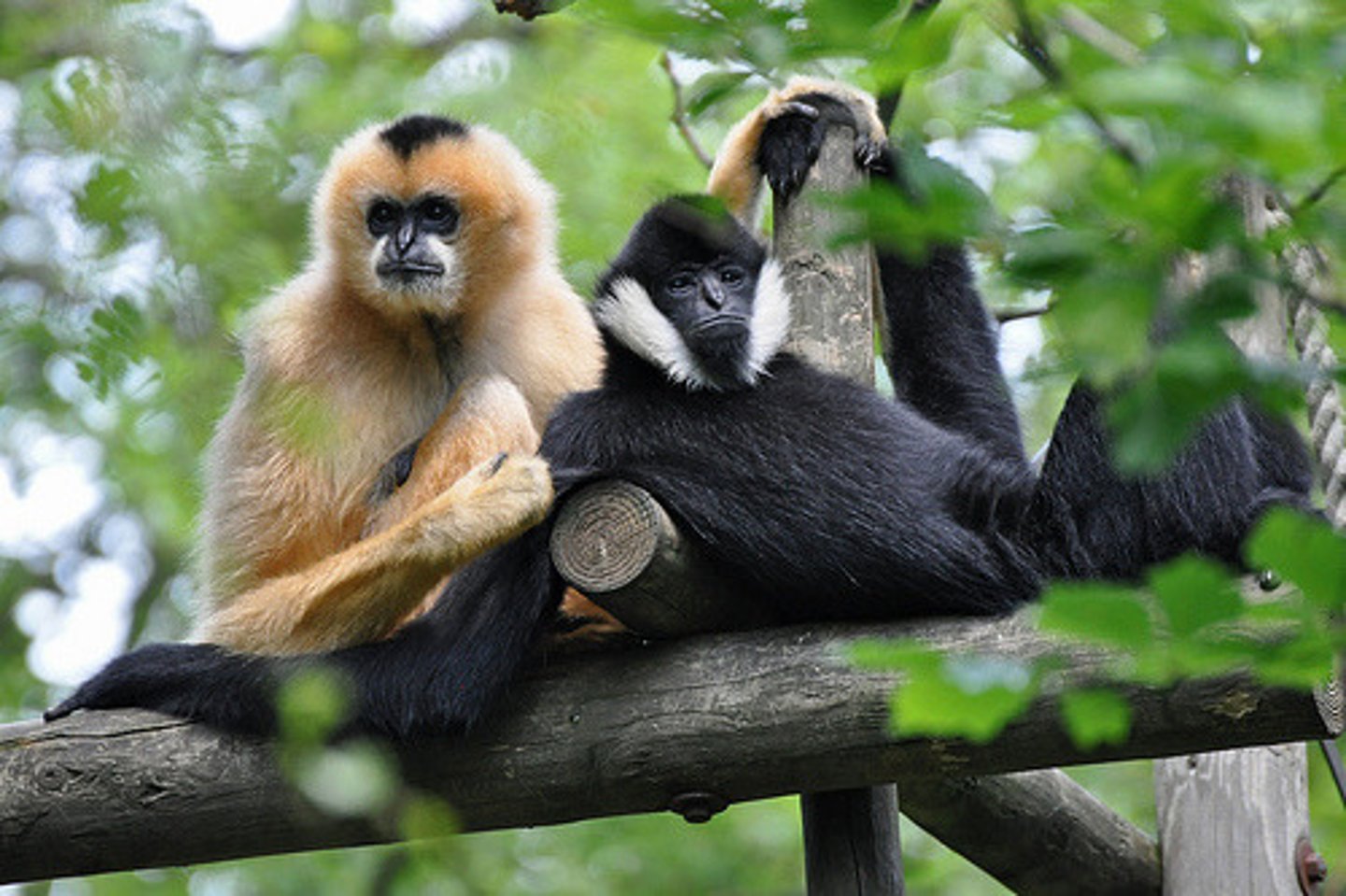<p>Gibbon</p>