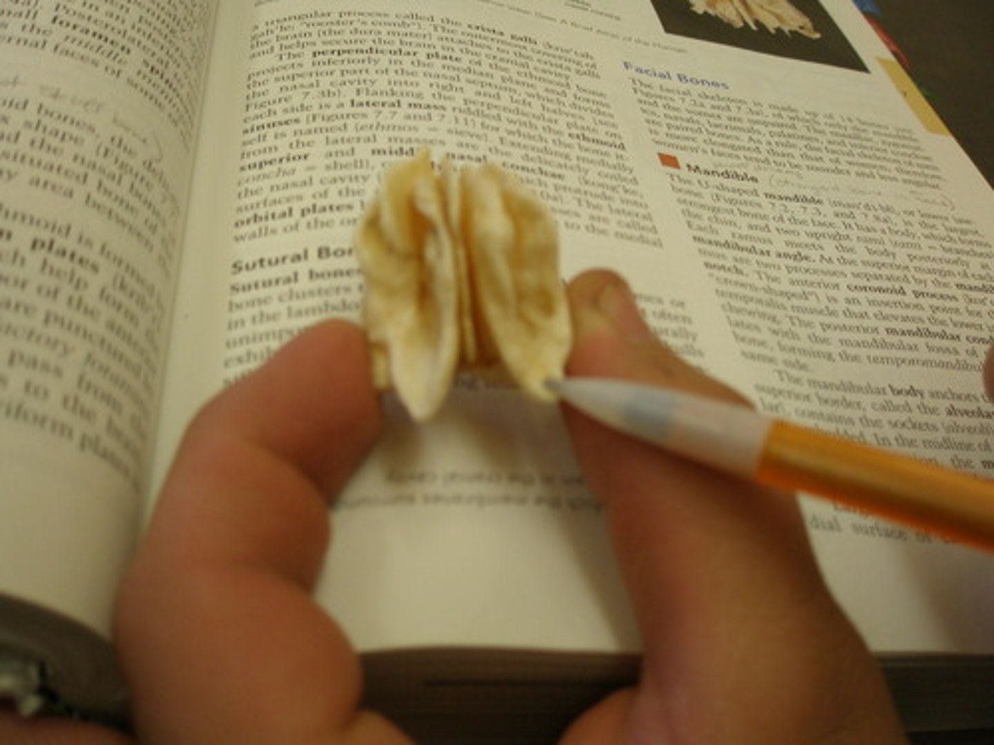 <p>structure</p><p>right and left of the perpindicular plate lower to the superior and makes up most of the wall.</p>