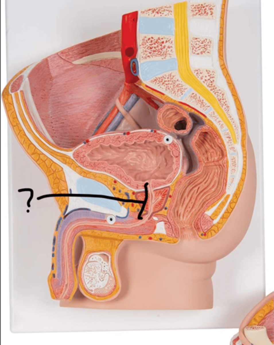 <p>name this portion of the tube</p>