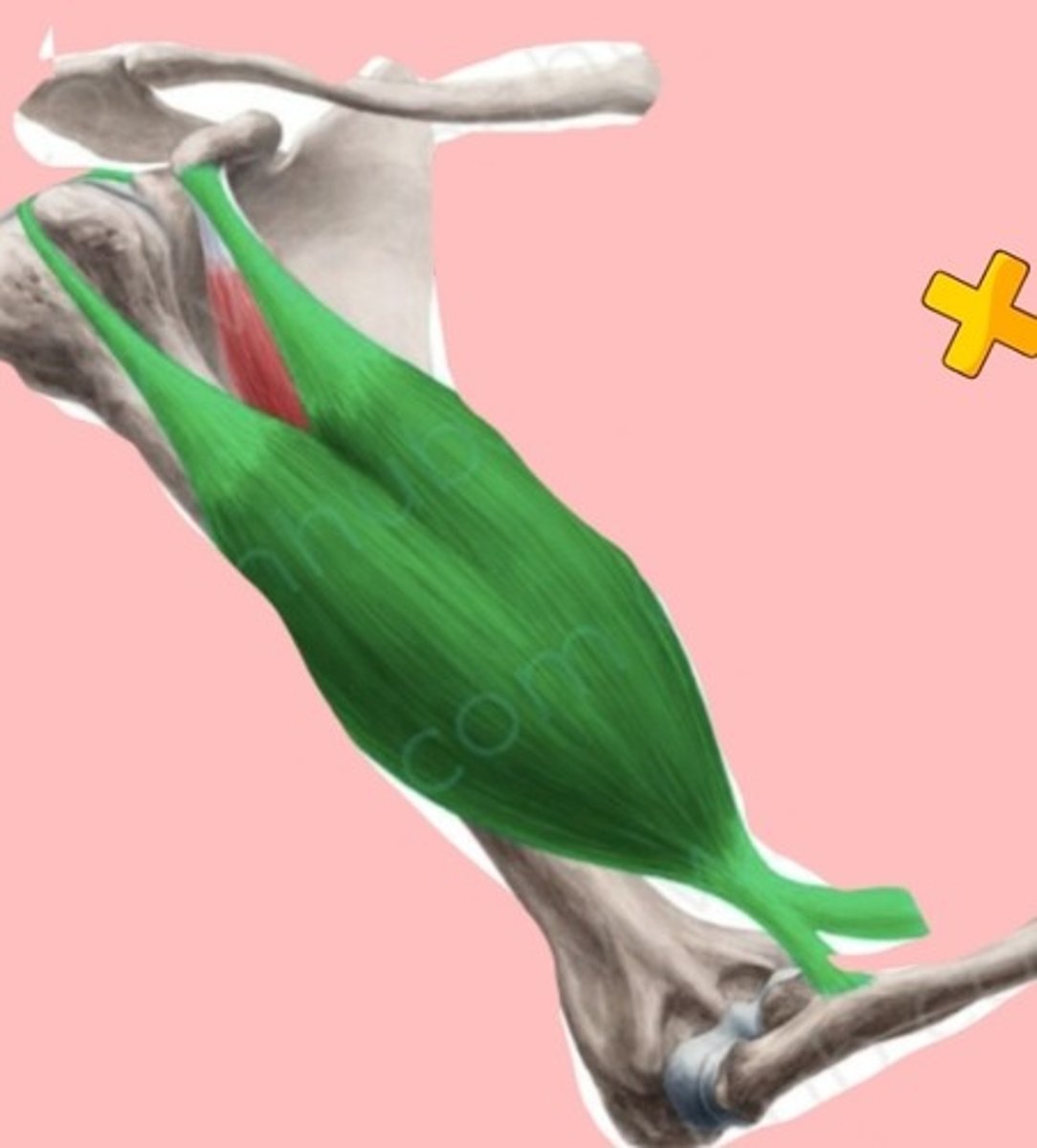 <p>INERVACIÓN: Nervio musculocutáneo (C5-C6)</p><p>IRRIGACIÓN: Ramas de la arteria braquial</p><p>ORIGEN:</p><p>Cabeza corta: vértice el proceso coracoides de la</p><p>escápula</p><p>Cabeza larga: tubérculo supraglenoideo de la</p><p>escápula</p><p>INSERCIÓN: Tuberosidad del radio</p>