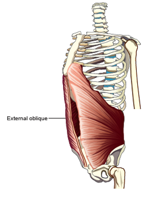 <p><span style="font-family: Century Gothic">External Oblique</span></p>