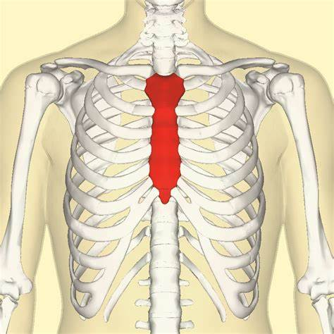 <ul><li><p>The flat bone that starts at the bottom of the throat and runs down to about halfway to the center of the chest. </p><p></p><p><u>FUNCTIONS:</u></p><ul><li><p><strong>Protect </strong>the vital organs within the thorax. </p></li><li><p><strong>Attachment </strong>for the ribs. </p></li></ul></li></ul>