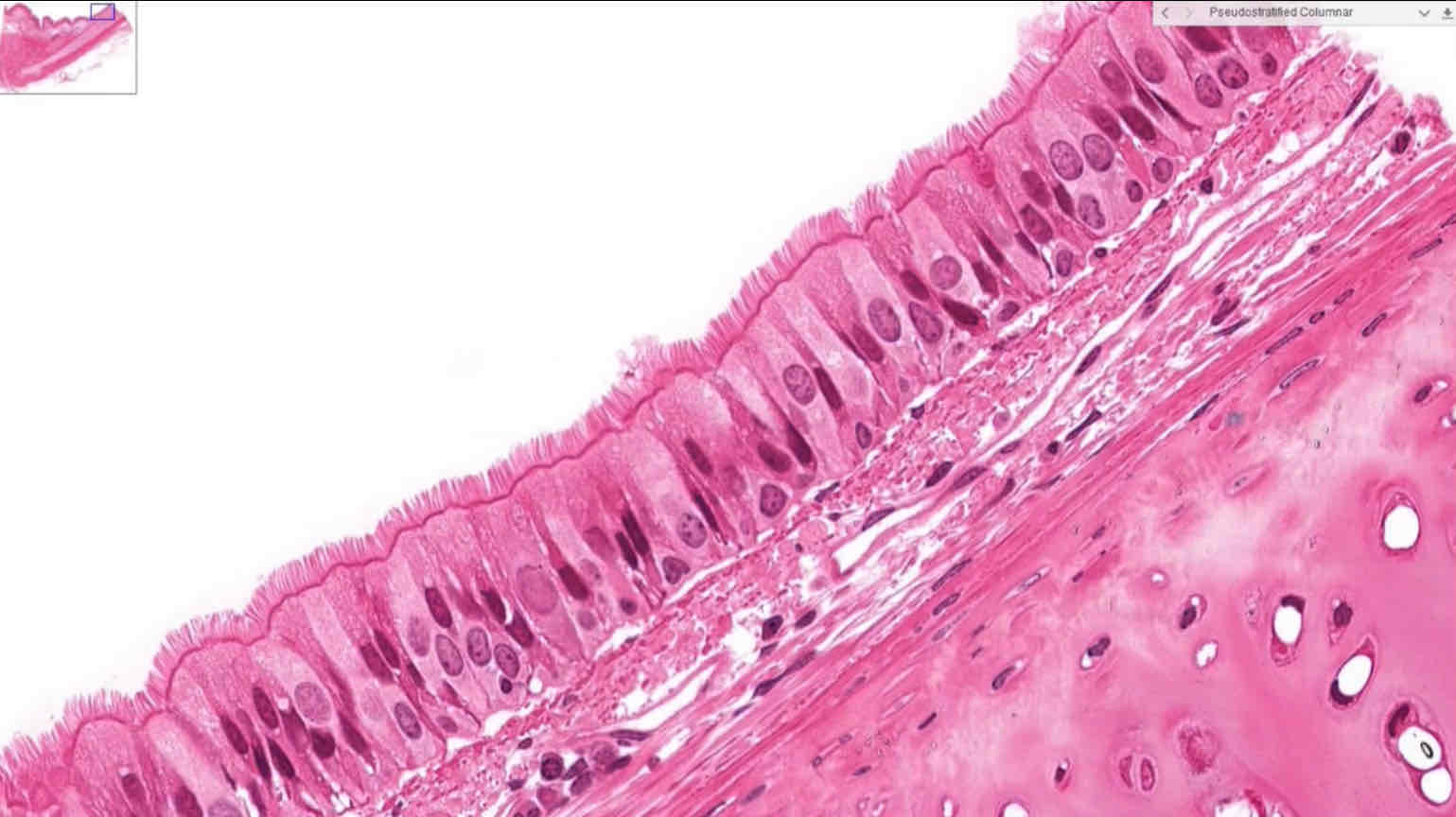 <p>Function of pseudostratified columnar epithelium</p>