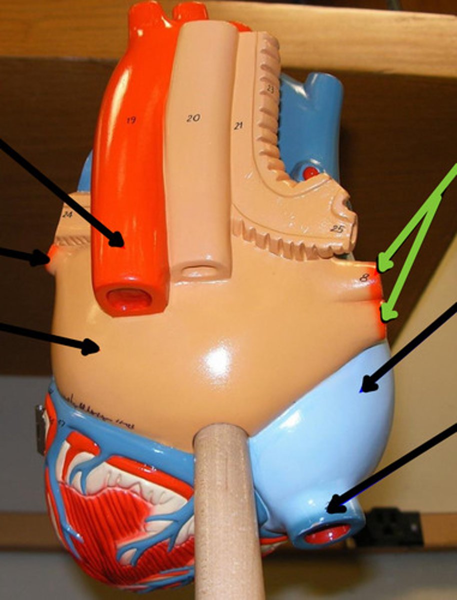 <p>Name the structure and function</p>