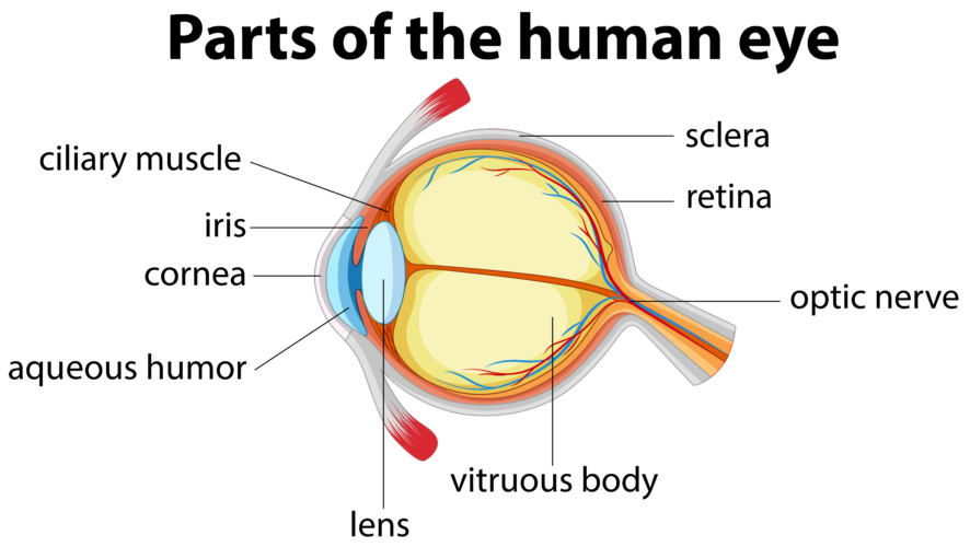 <p>a clear, gel-like substance that fills the center of the eyeball; fills the space between the lens and the retina.</p>