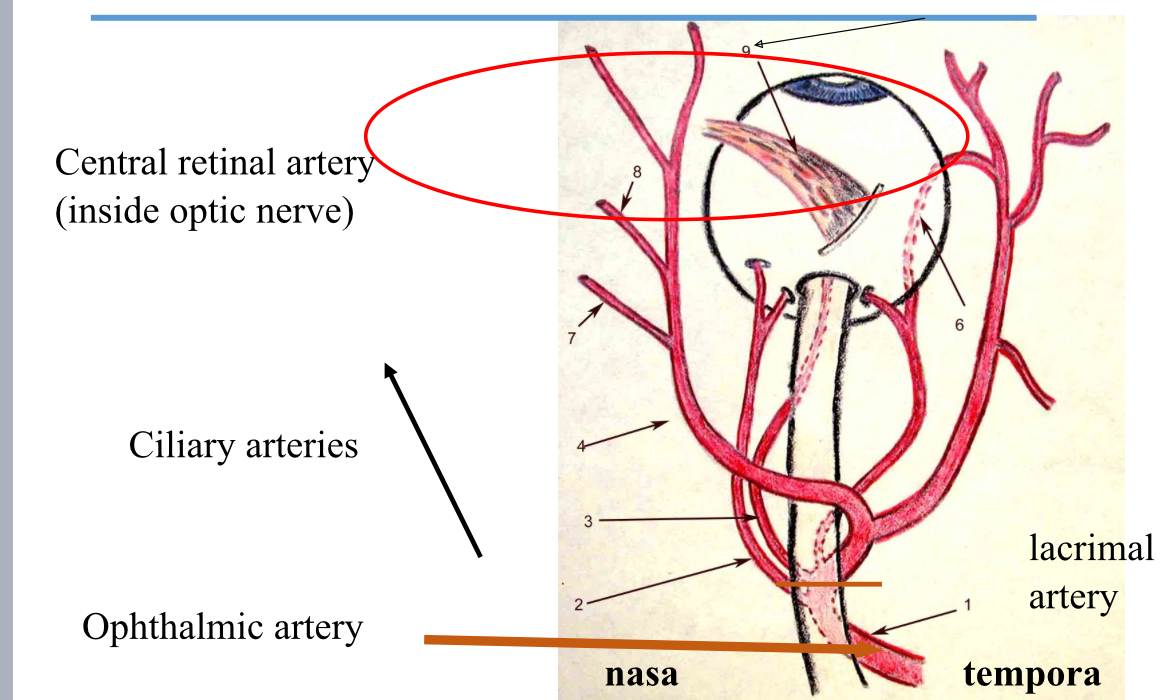 <p>Network of capillaries supplied by the ciliary arteries which penetrate the sclera at the back of the eye.</p>