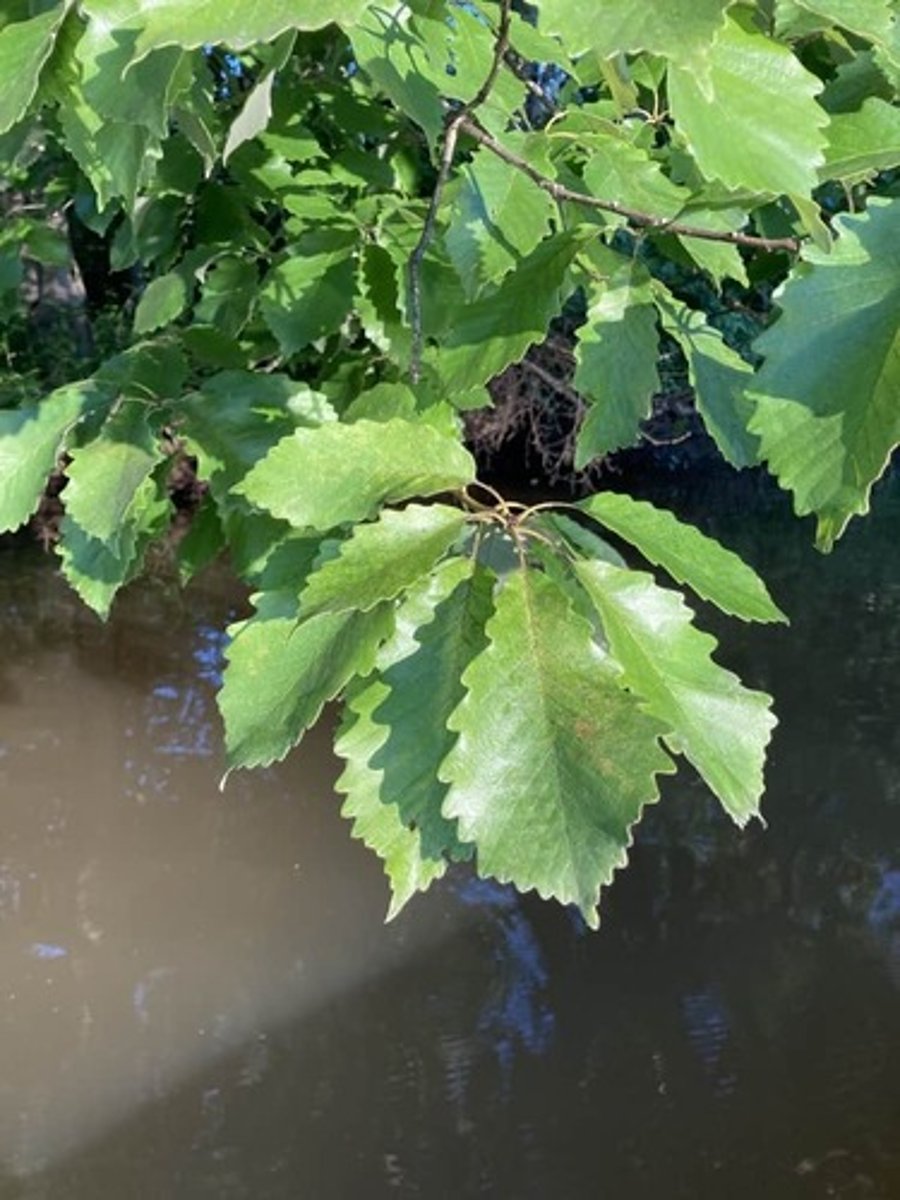 <ul><li><p>Type: Simple</p></li><li><p>Arrangement: Alternate</p></li><li><p>Venation: Pinnate</p></li></ul><p></p>