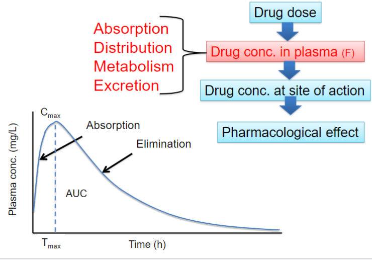 <ul><li><p>ADME determines the time course of drug conc in blood and tissues following drug administration</p></li><li><p>PK quantitatively describes the various steps of drug disposition and ADME</p></li><li><p>used to calculate and understand the relationships btwn drug dosage regimen and resulting drug concs.</p></li></ul>