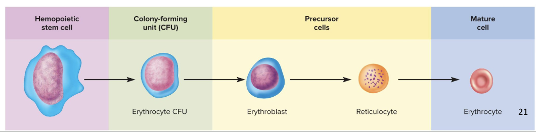 <p>red blood cell production</p><ul><li><p>1 million RBCs are produced per second</p></li><li><p>we replace our RBCs approx. 3 times a year</p></li><li><p>development takes 3-5 days</p><ul><li><p>Reduction in cell size, increase in cell number, synthesis of hemoglobin, and loss of nucleus</p></li></ul></li></ul><ul><li><p>the first cell is a colony-forming unit that has receptors for erythropoietin (EPO) from the kidneys</p><ul><li><p>erythropoietin triggers erythropoiesis in the body</p></li></ul></li></ul><p></p>