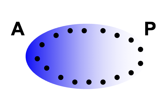 <ul><li><p>maternal effect genes must code for morphogens</p></li></ul><p>Morphogens:</p><ul><li><p>molecules that can induce the acquisition of diff cell fates, on the basis of the concentration of molecule to which a cell is exposed</p></li><li><p>a gradient of morphogen across an embryo or developing tissue provides positional information for the cells along the gradient → cells develop accordingly</p></li><li><p>usually produced at some distance from the targets</p></li></ul><p></p>