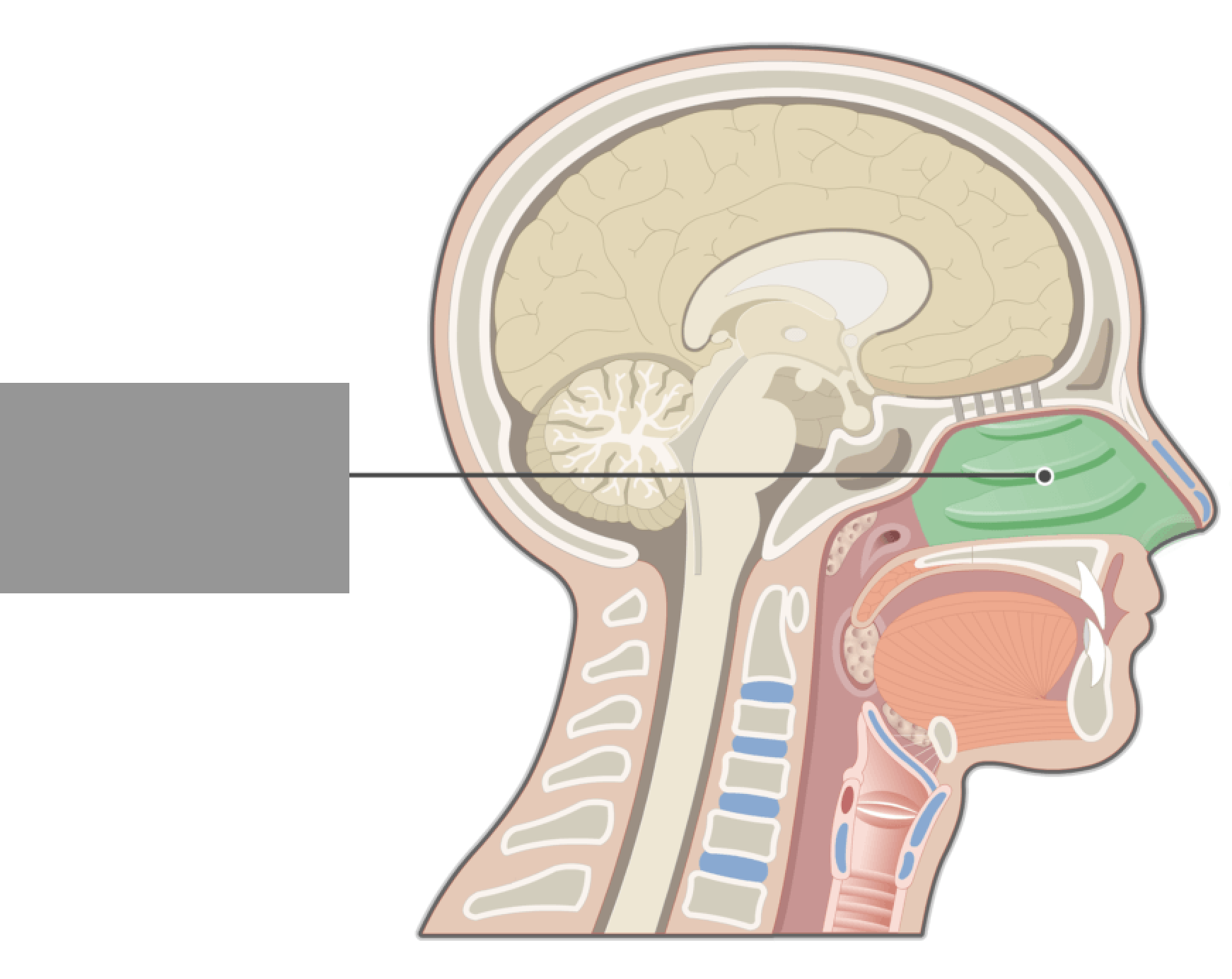 <p>Spaces inside of your nose</p>