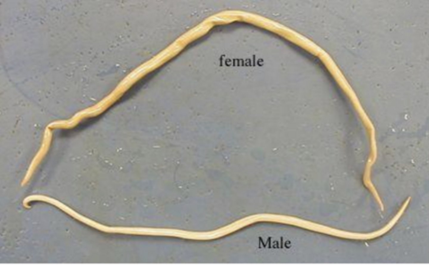 <p>Ascaris - nematode</p>