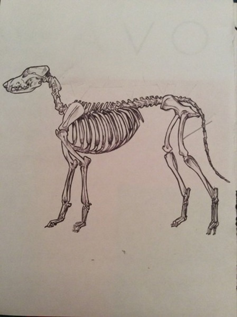 <p>thigh bone, heaviest in body. has head, greater trochanter, condyles, epicondyles, trochlea</p>