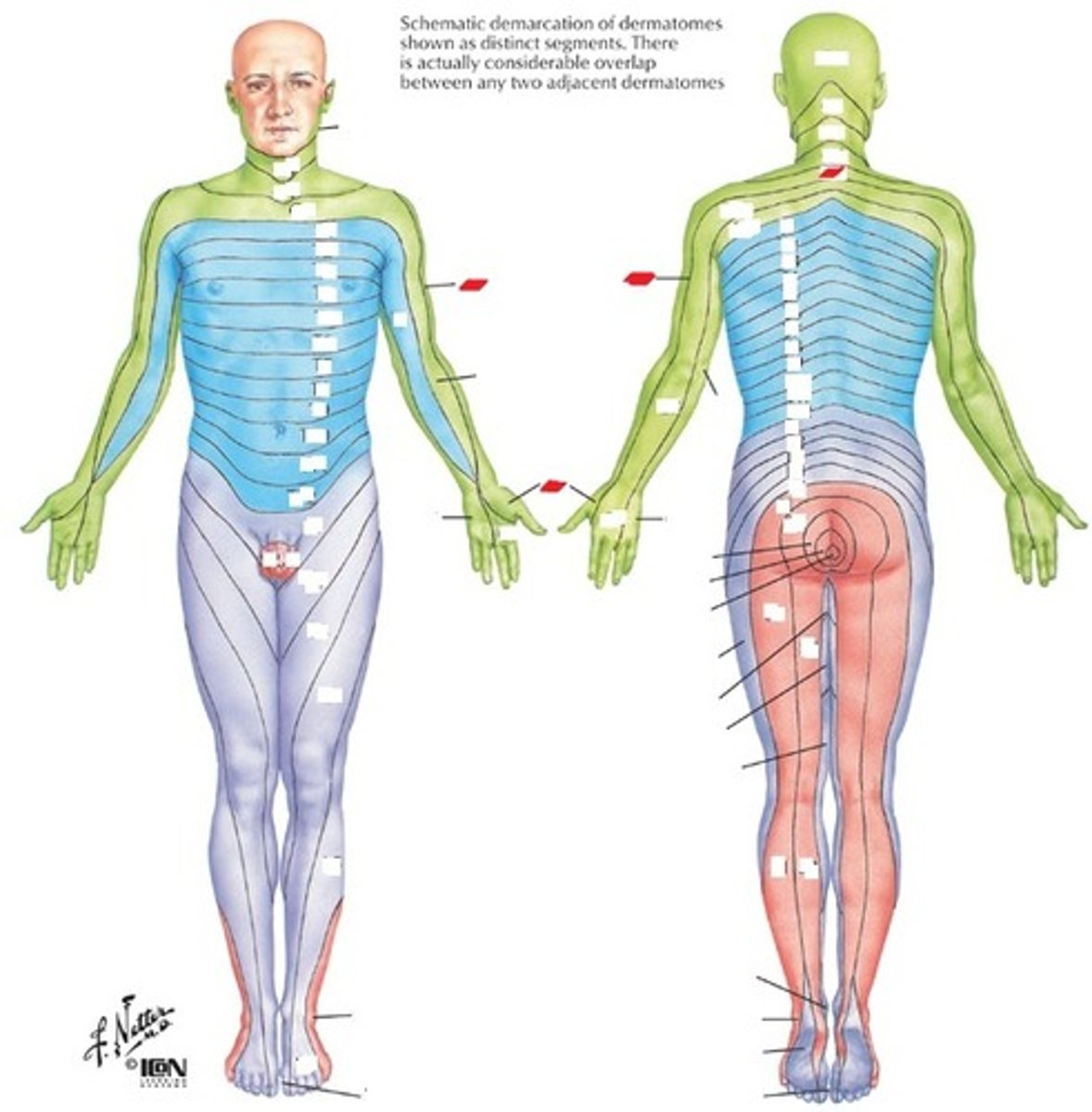 <p>Lateral forearm and palmar tip of thumb</p>