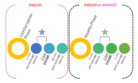<ul><li><p>Familiarization phase&nbsp;→ fetus hears English</p></li><li><p>Novelty phase&nbsp;→ fetus hears either English again or Japanese (2 conditions)</p></li><li><p>Researchers compared IBI changes</p></li></ul><p></p>