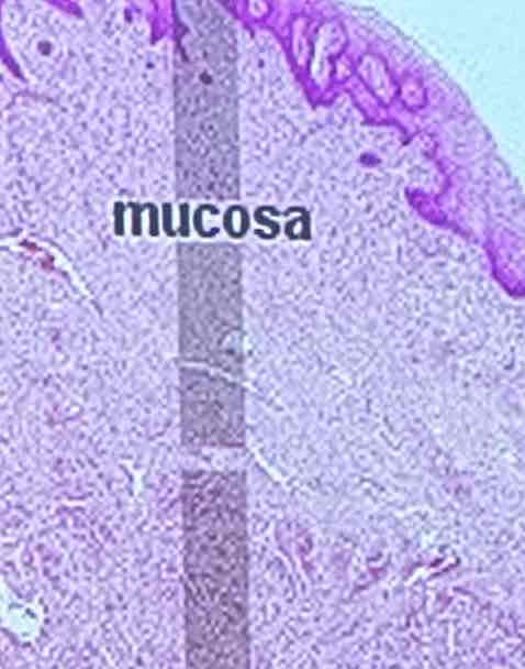 <p>innermost; stratified squamous epithelium with rugae</p>