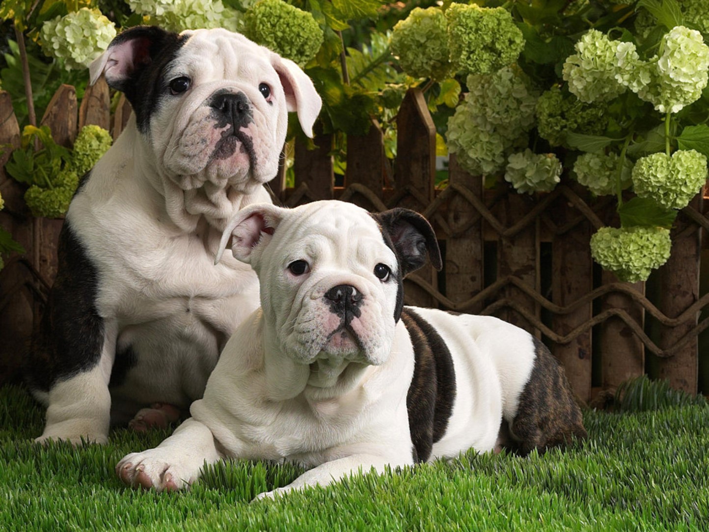 <p>Bulldog</p>