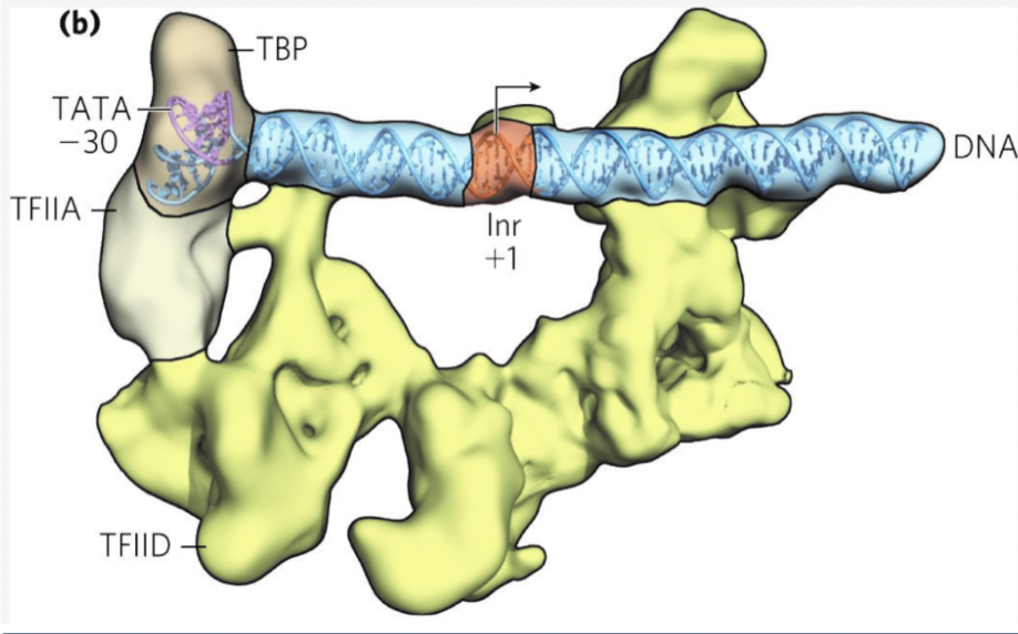 <p>select the location on the image where the transcription bubble starts to form</p>