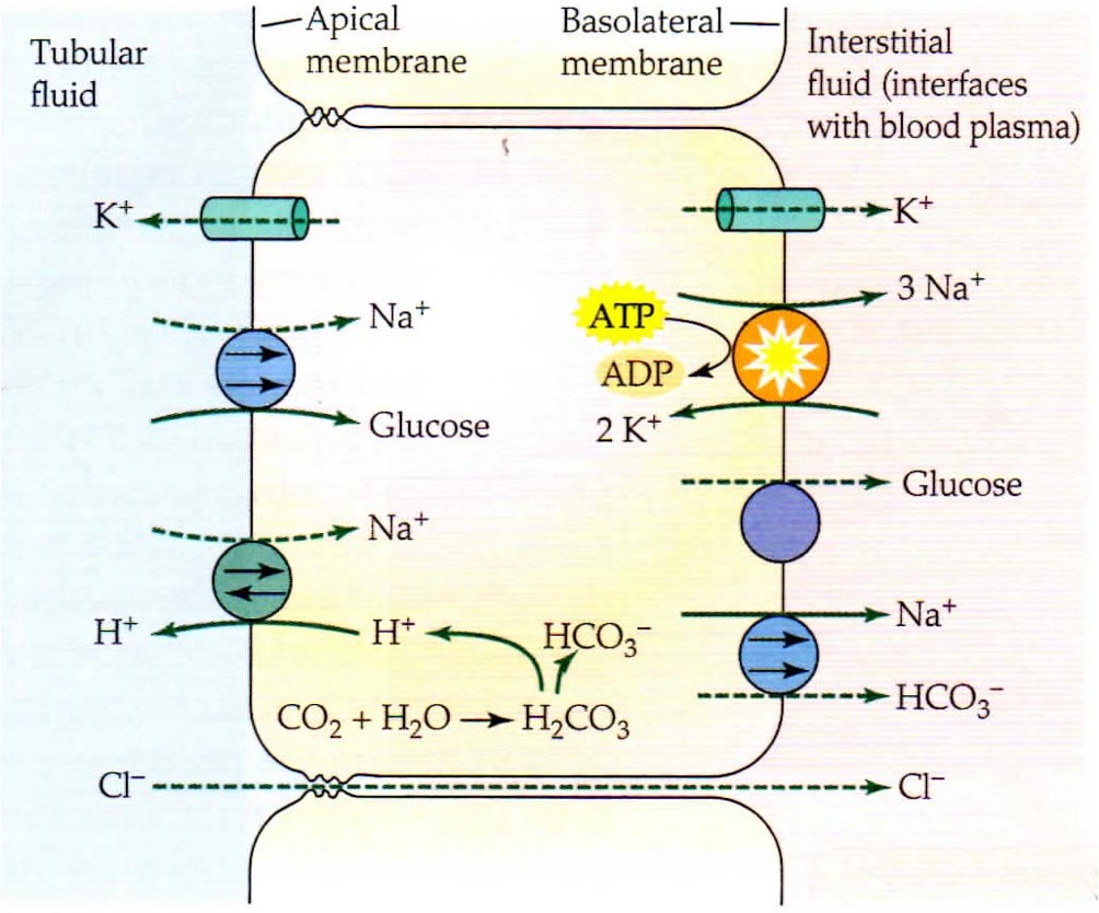 <p>final stage of reabsorption + secretion. </p>