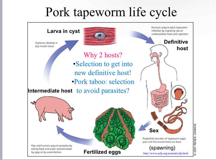 <p>Pork Tapeworm Life Cycle</p>