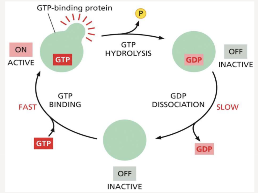 <p>proteins are active when bound to GTP and inactive when they hydrolyze it to GDP</p>