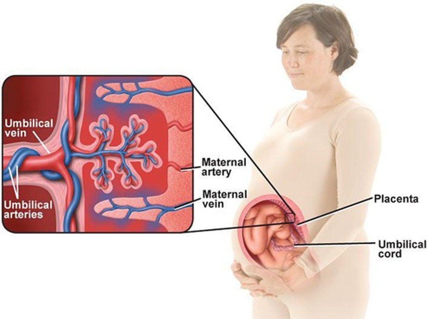 <p>Organ providing nutrients and oxygen to fetus.</p>