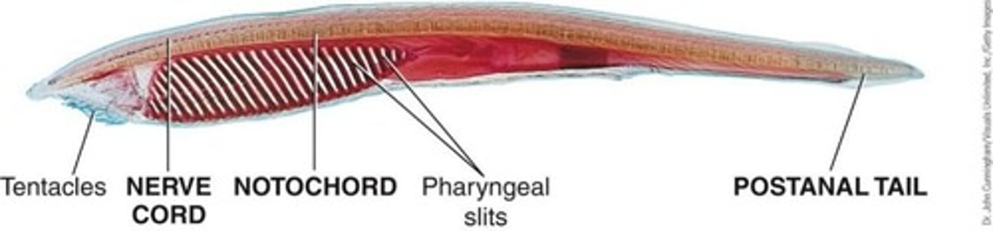 <p>Invertebrate chordates with all four chordate features in adults.</p>