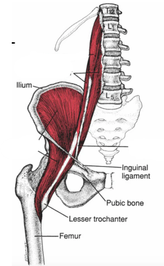 <p>name this muscle</p>