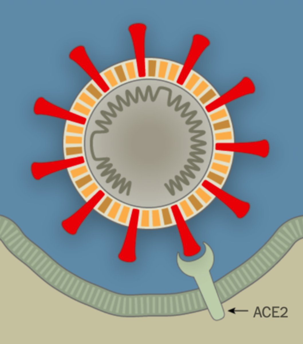 <p>Human COVID-19 receptor protein</p>