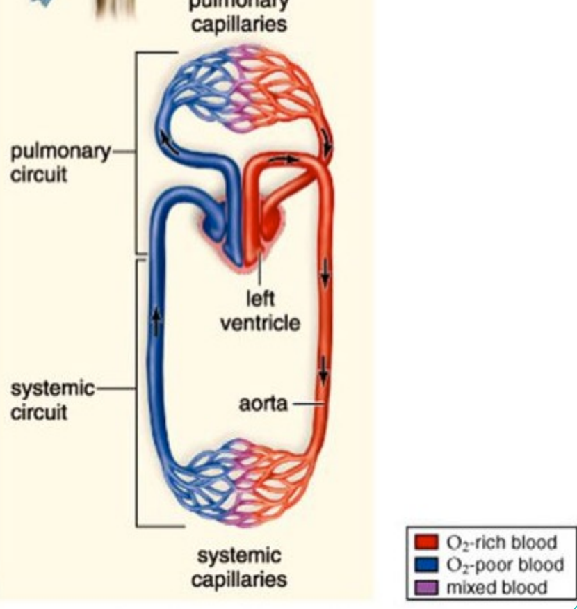 <p>Pulmonary Capillaries (bird)</p>