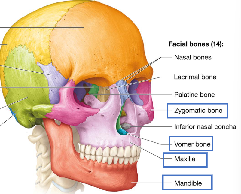 <ul><li><p>Mandible</p></li><li><p>Maxillary Bones (2)</p></li><li><p>Zygomatic Bones (2)</p></li><li><p>Nasal Bones (2)</p></li><li><p>Lacrimal Bones (2)</p></li><li><p>Palatine Bones (2)</p></li><li><p>Vomer Bone</p></li><li><p>Inferior Nasal Conchae (2)</p></li></ul><p></p>