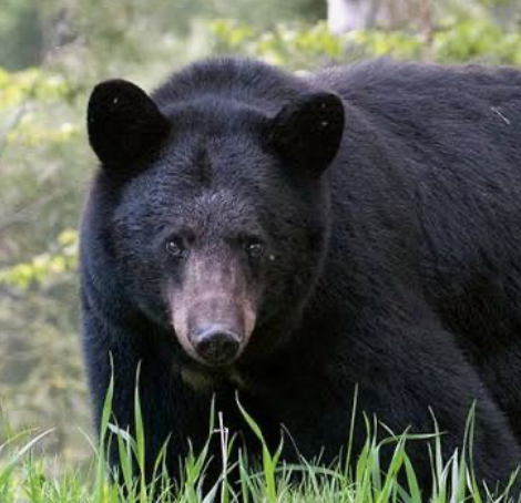 <p>black bear </p>