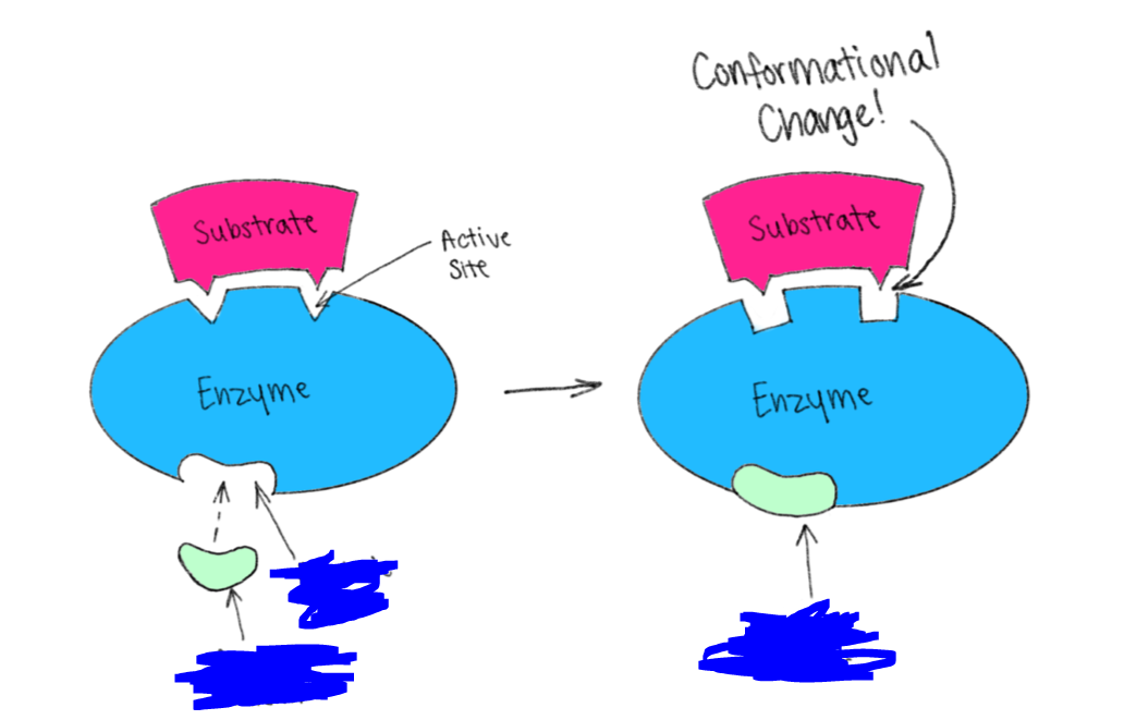 <p>A unique region of an enzyme, other than the substrate binding site, that affects catalysis. Can affect either in a good way or bad way by allowing substrates to bind or resulting in ______ competitive inhibition.</p><p>Picture attached shows an allosteric inhibitor binding to an allosteric _____.</p>