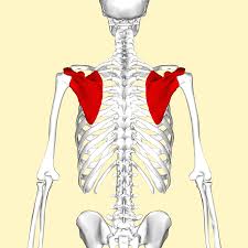 <p>Shoulder Blade</p>