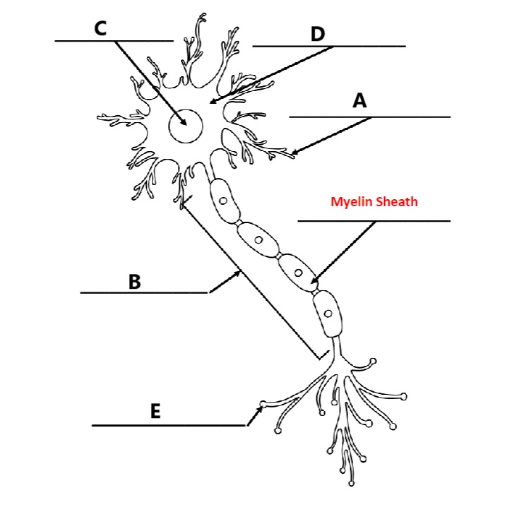 <p>identify the dendrites in the picture. </p>