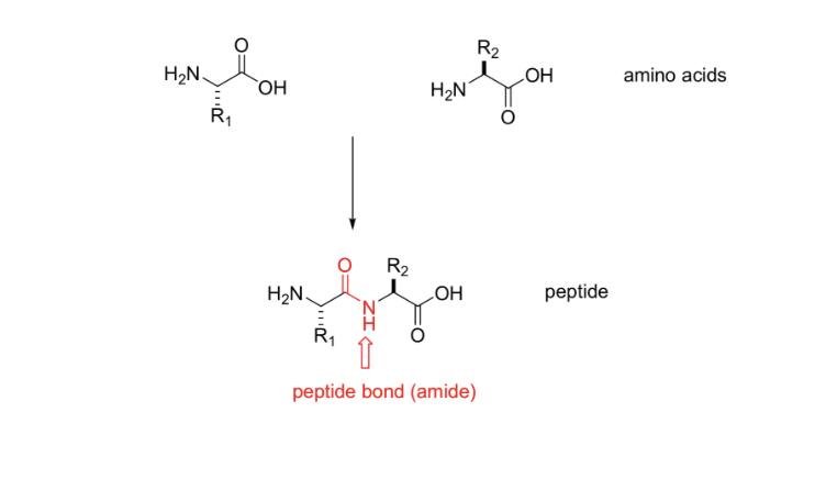 <ul><li><p><span style="background-color: transparent;">Proteins are long peptides folded into a particular shape</span></p></li></ul><p></p>