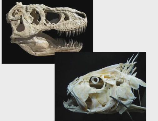 <ul><li><p>Homodont dentition, often swallow prey whole</p></li><li><p>All teeth are same shape</p></li></ul><p></p>
