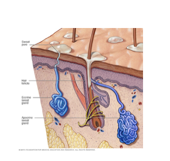 <p>Apocrine Sweat Glands </p>