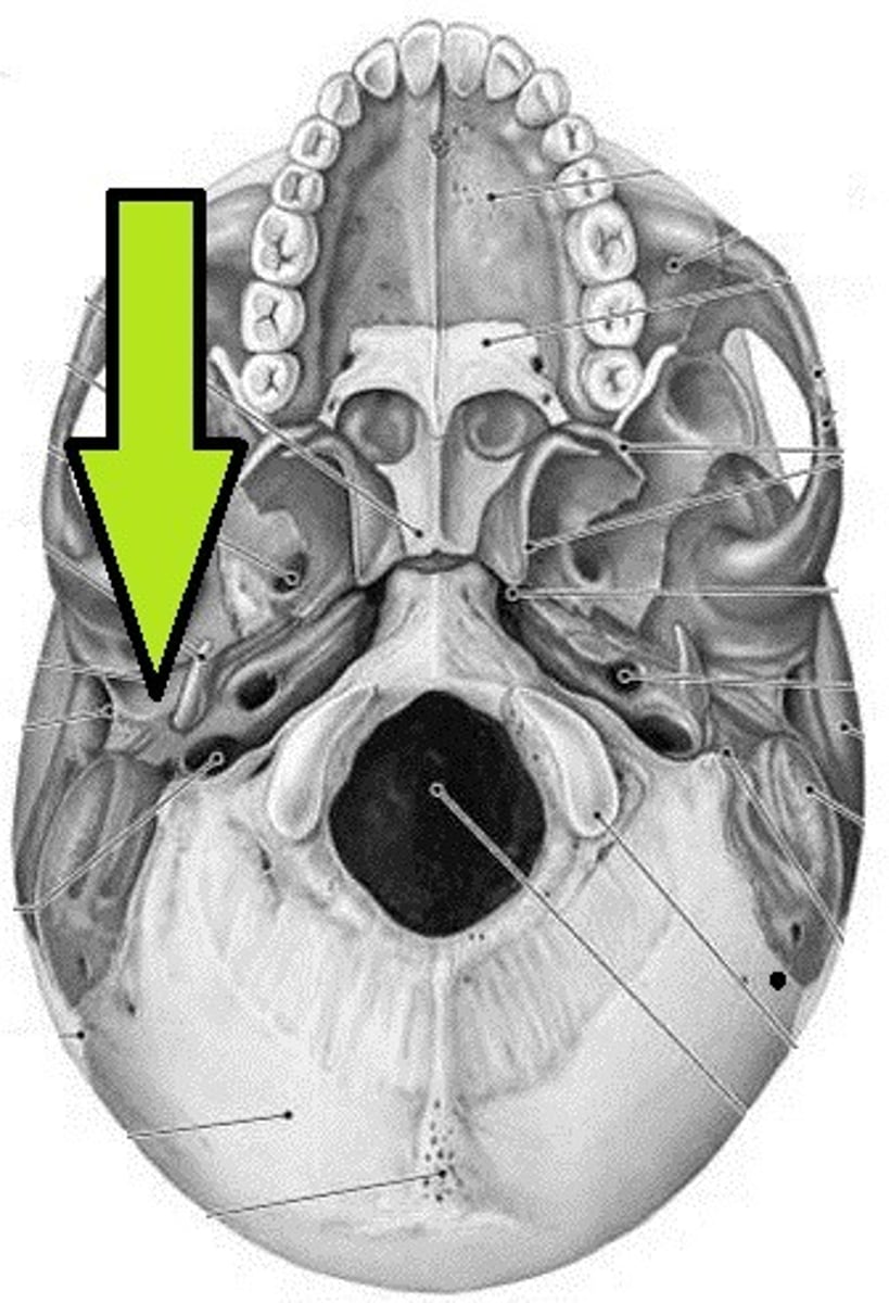 knowt flashcard image