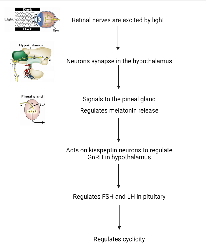 <ol><li><p>retinal nerves are excited by light</p></li><li><p>neurons synapse in the hypothalamus</p></li><li><p>signals to the pineal gland to regulate melatonin release (<em>think: melatonin released more during short days because less light)</em></p></li><li><p>acts on kisspeptin neurons to regulate GnRH in hypothalamus </p></li><li><p>regulates FSH/LH in ant. pituitary </p></li><li><p>regulates cyclicity </p></li></ol><p></p>