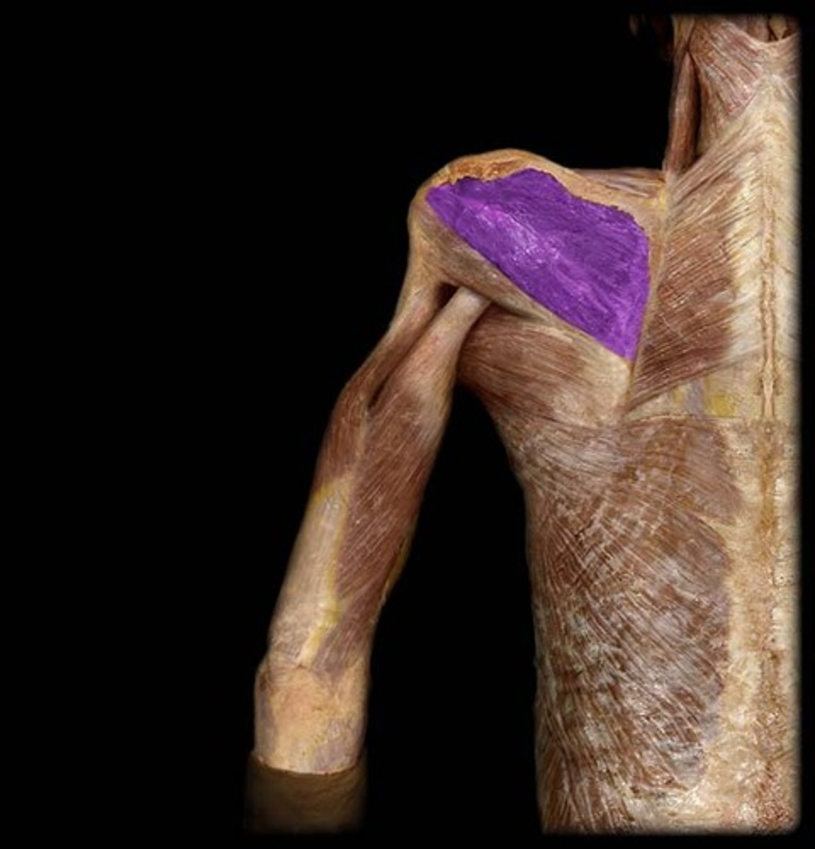 <p>Infraspinous fossa of scapula</p><p>Greater tubercle of humerus</p>
