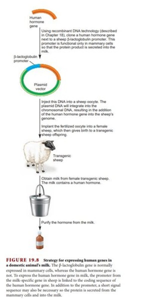<p>An organism that has had a gene transferred from one species to another for a specific goal.</p>