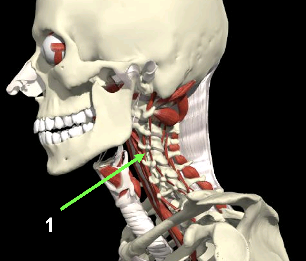<p>Spier + aanhechtingen</p>