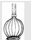 <p>-Looks like an upside-down Poppy pod-Residual Analysis shows there was opium held in some</p>