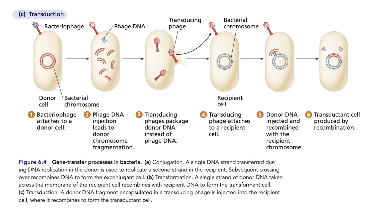 <p>Transfer of DNA from donor bacterium to recipient bacterium by a viral vector (bacteriophage) </p><ul><li><p>can happen if the virus accidentally incorportates donor bacterial DNA </p></li></ul>