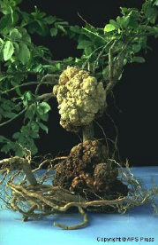 <ul><li><p>Related to rhizobium</p></li><li><p>Commonly found on pome, stone fruits, grapes</p></li><li><p>Soft and rhizosphere inhabitant</p></li><li><p>Cause growth regulator abnormalities</p></li></ul><p></p>