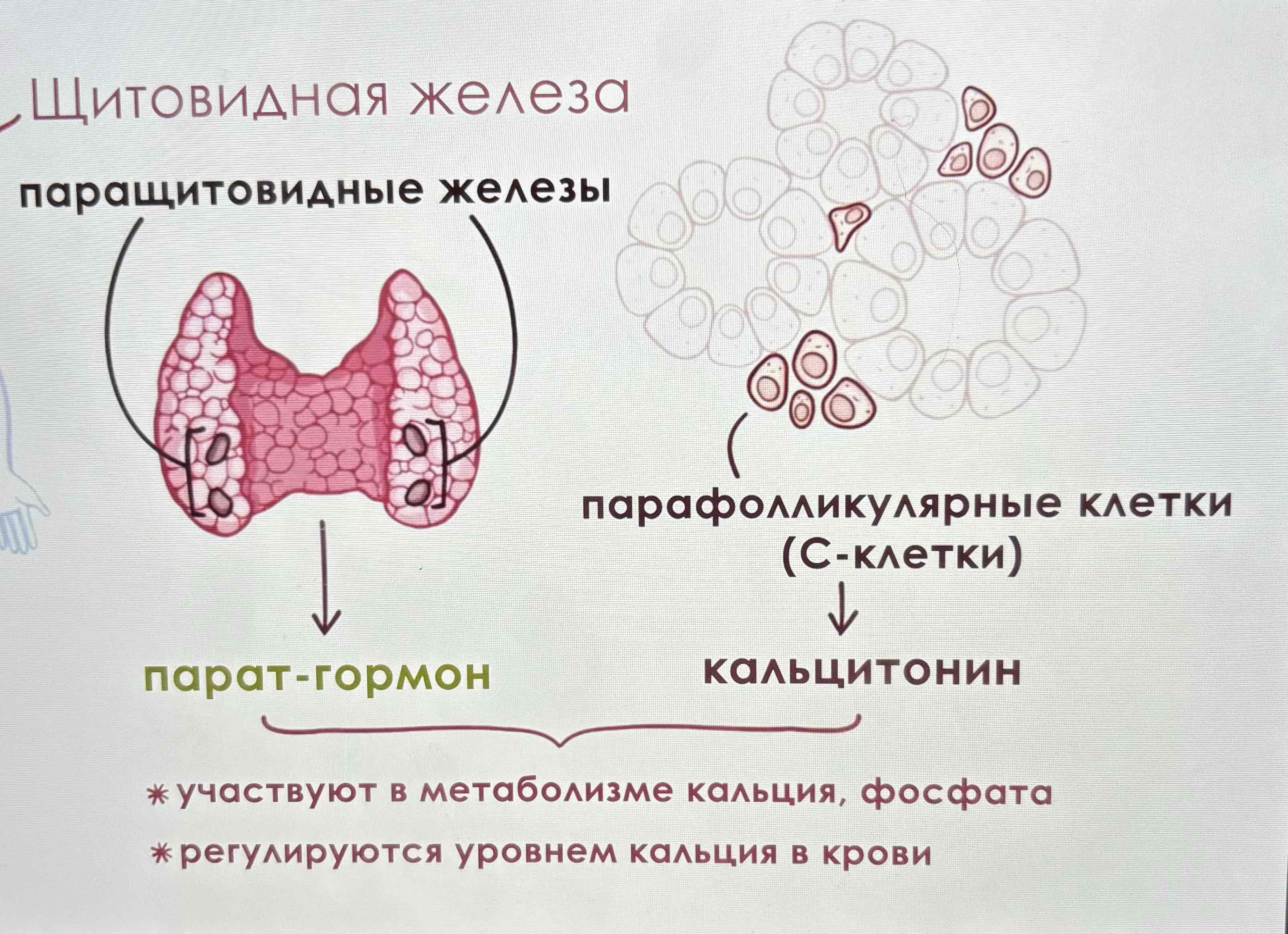 <p>Парат-гормон и С-клетки</p>